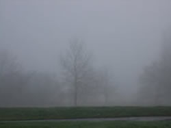 trees in fog
