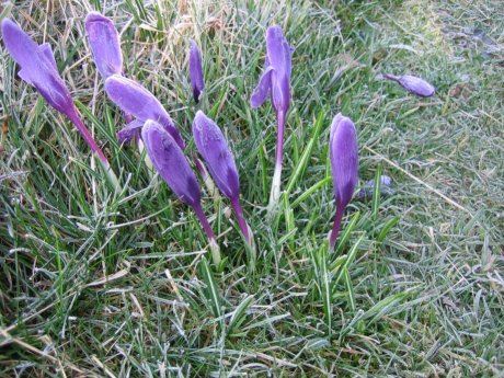 flowers limp in the frost