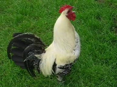 cockerel from video